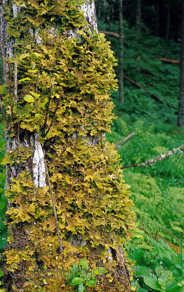SR0117 / Lobaria pulmonaria / Lungenever