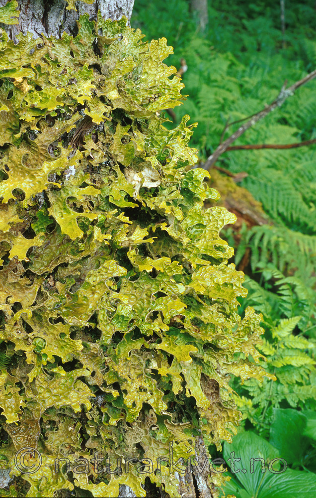 SR0118 / Lobaria pulmonaria / Lungenever