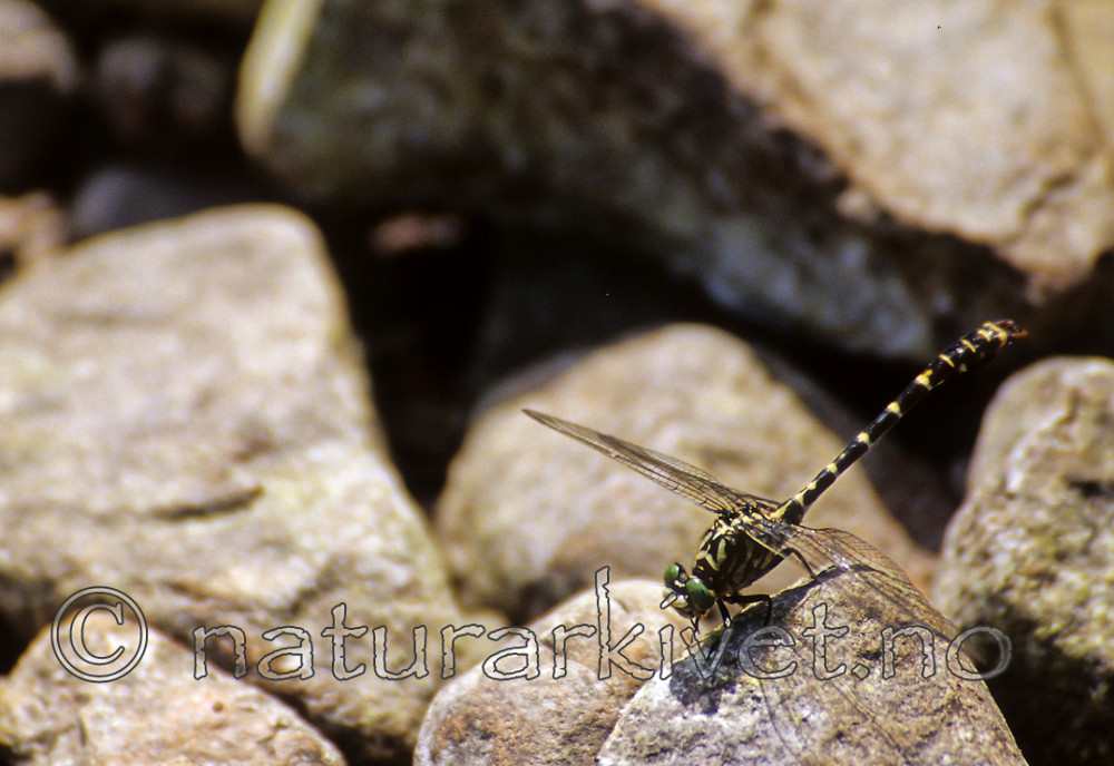 SR0320 / Onychogomphus forcipatus / Tang-elveøyenstikker
