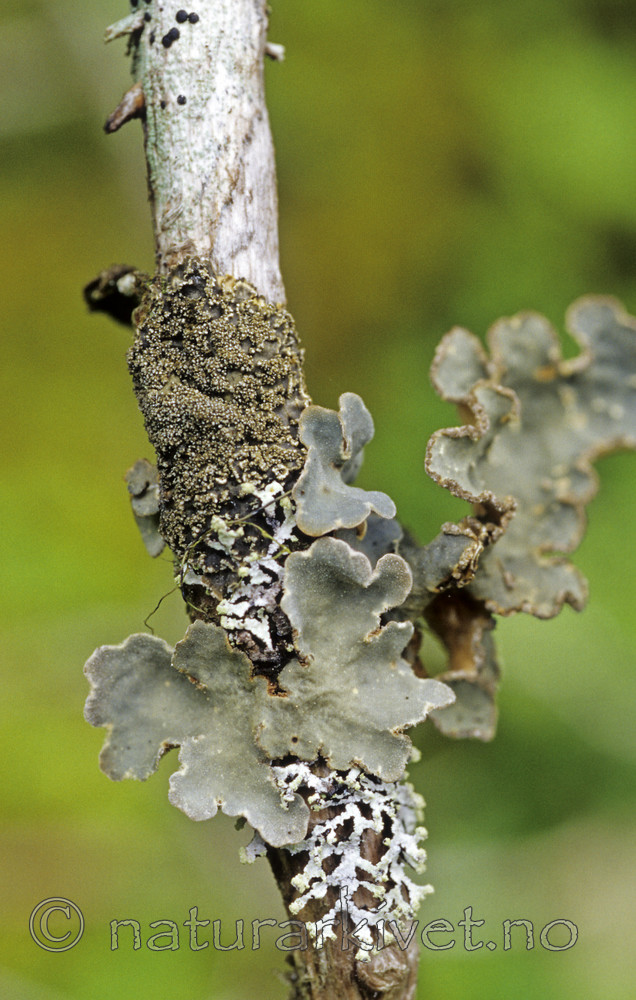 SR0338 / Fuscopannaria ahlneri / Granfiltlav <br /> Lobaria scrobiculata / Skrubbenever