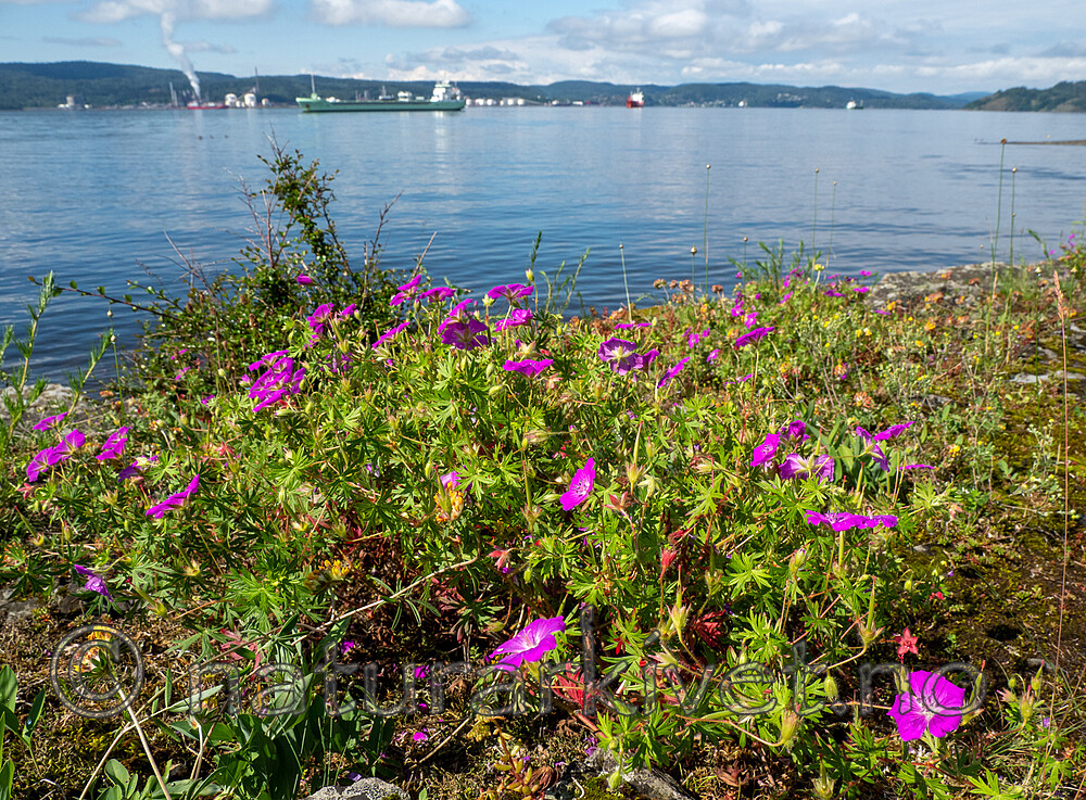 SR072019 (158) / Geranium sanguineum / Blodstorkenebb