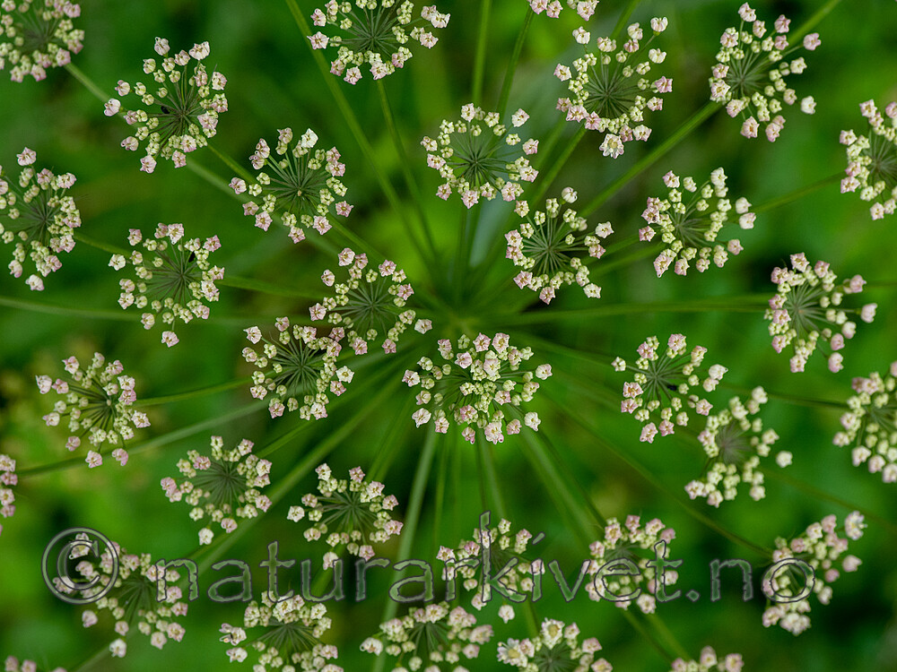 SR072019 (166) / Laserpitium latifolium / Hvitrot