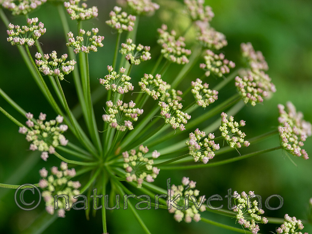 SR072019 (173) / Laserpitium latifolium / Hvitrot