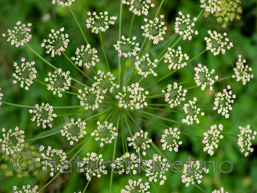 SR072019 (179) / Laserpitium latifolium / Hvitrot