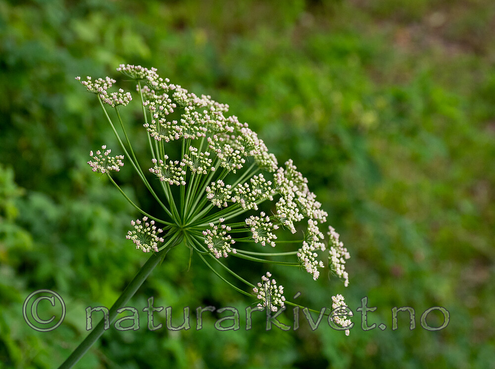 SR072019 (196) / Laserpitium latifolium / Hvitrot
