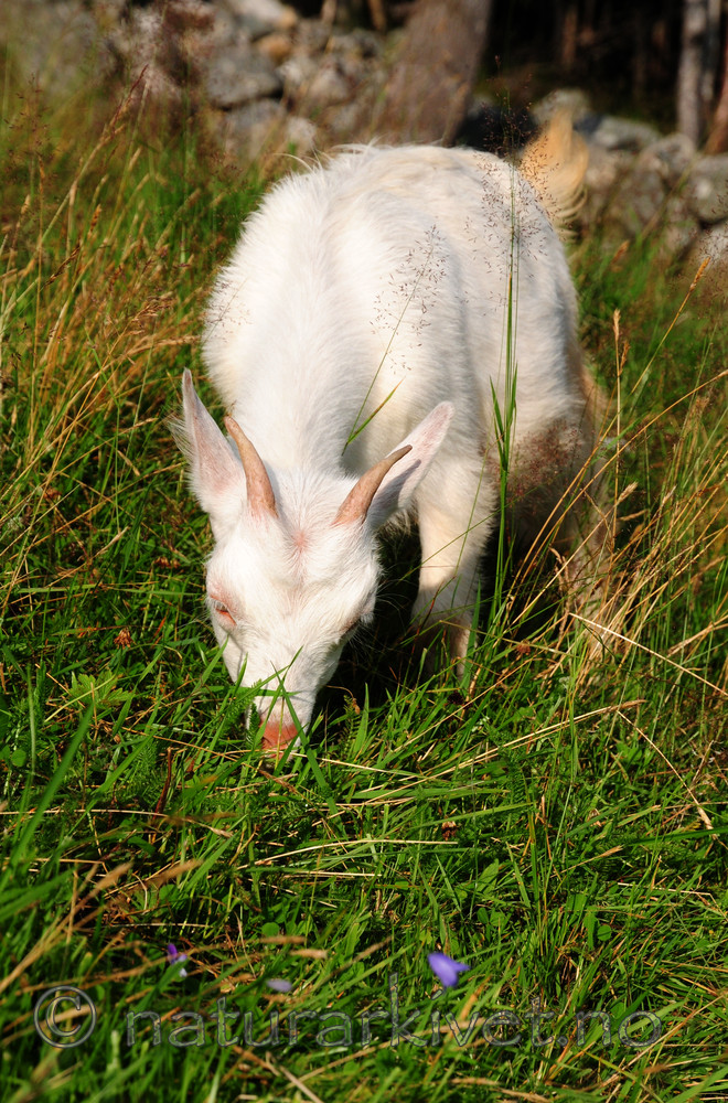 SR0_0116 / Capra hircus / Geit