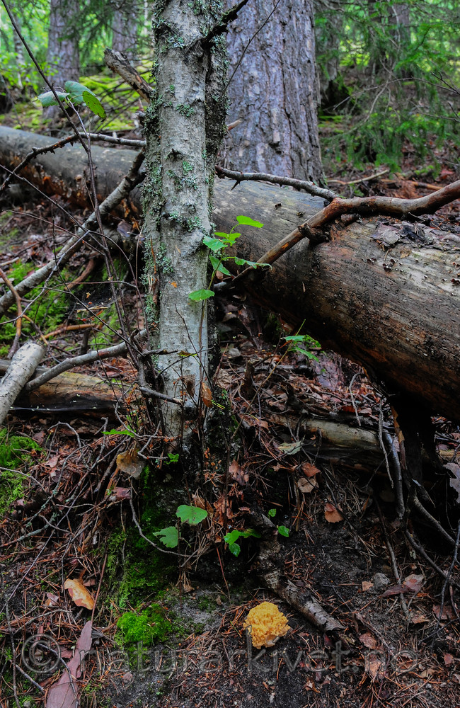SR0_0128-2 / Ramaria neoformosa