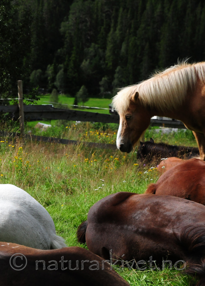 SR0_0200 / Equus caballus / Hest