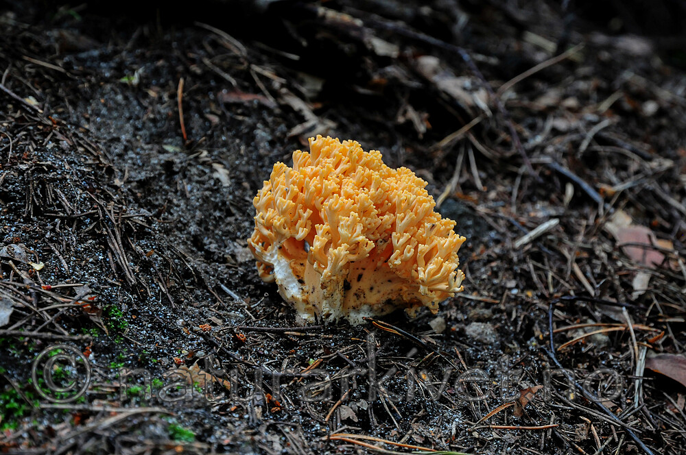 SR0_0217-2 / Ramaria neoformosa