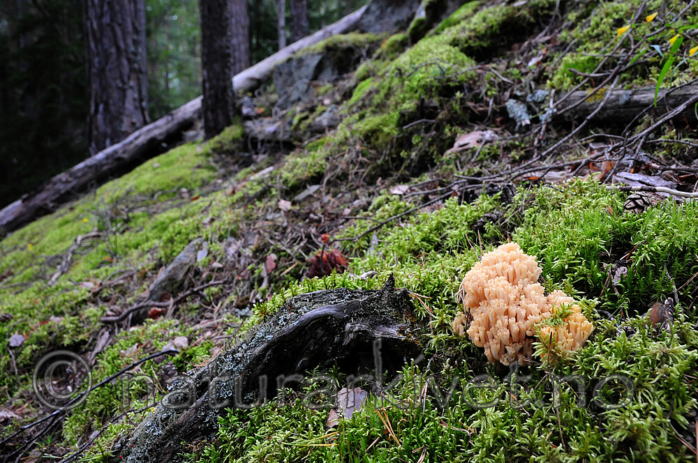 SR0_0229 / Ramaria eosanguinea / Jodkorallsopp