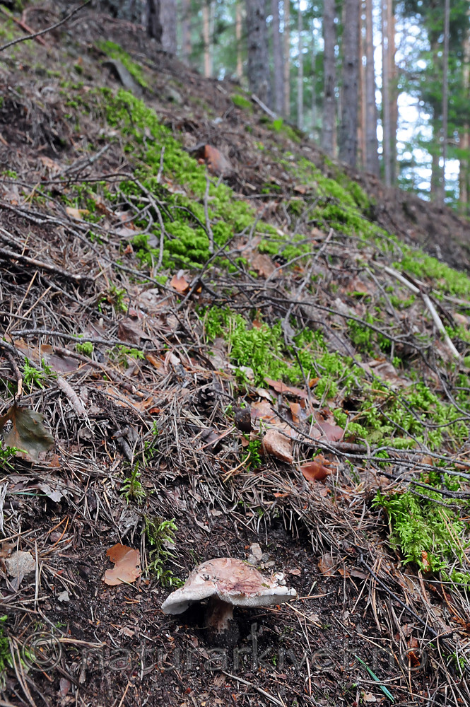 SR0_0245 / Bankera fuligineoalba / Lurvesøtpigg