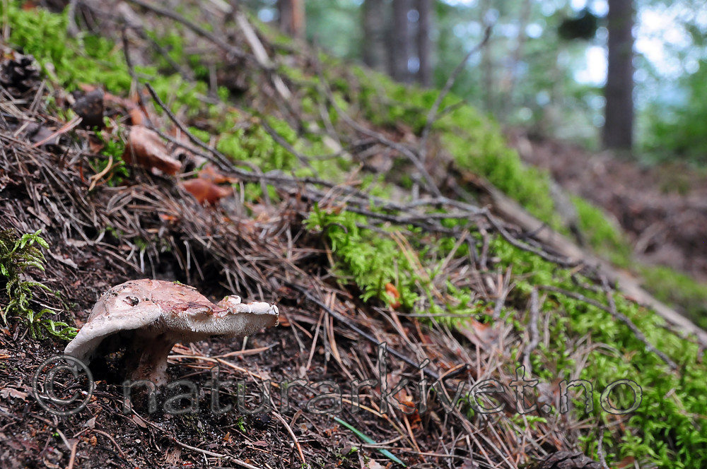 SR0_0254 / Bankera fuligineoalba / Lurvesøtpigg