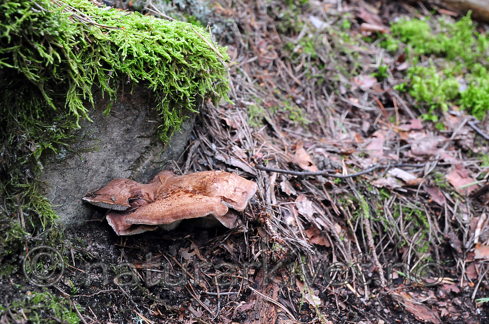SR0_0256 / Bankera fuligineoalba / Lurvesøtpigg