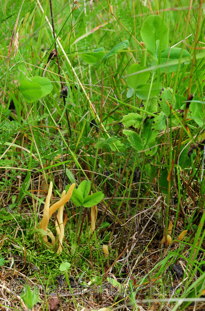 SR0_0530 / Clavaria amoenoides / Vridd køllesopp