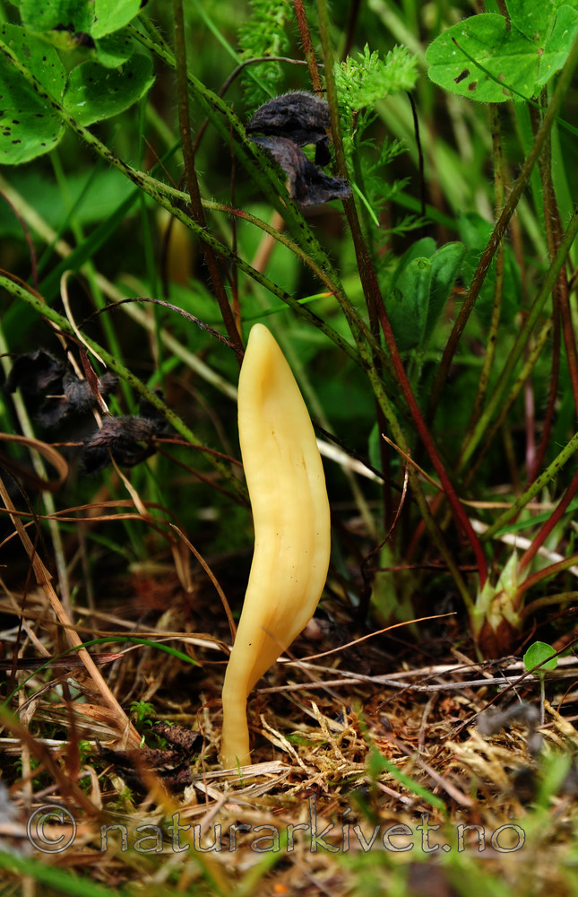 SR0_0536 / Clavaria amoenoides / Vridd køllesopp