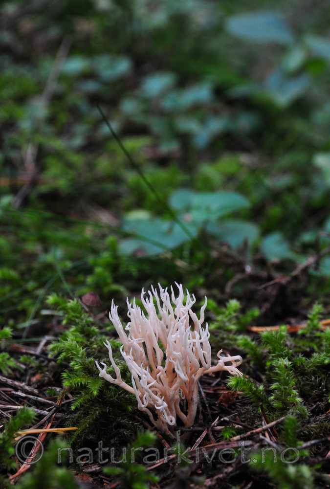 SR0_0660 / Ramaria gracilis / Duftkorallsopp