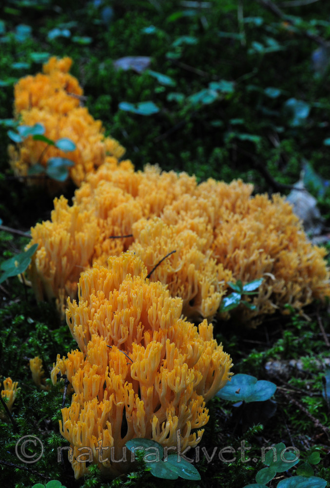 SR0_0672 / Ramaria neoformosa