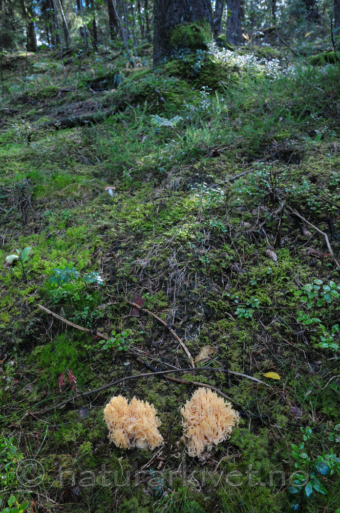 SR0_0703 / Ramaria neoformosa