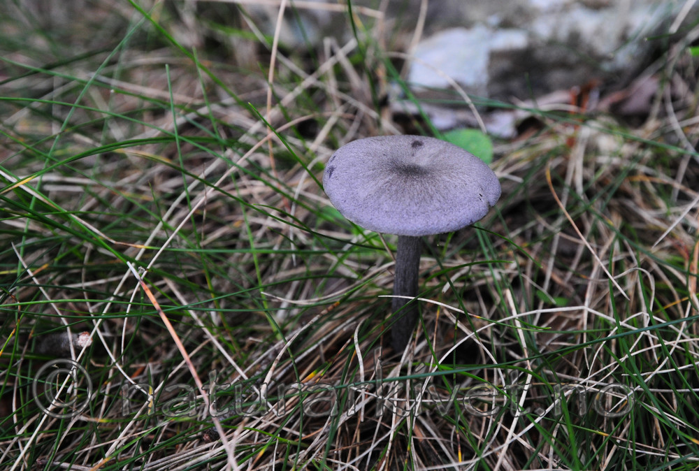 SR0_0752 / Entoloma mougeotii / Fiolett rødspore
