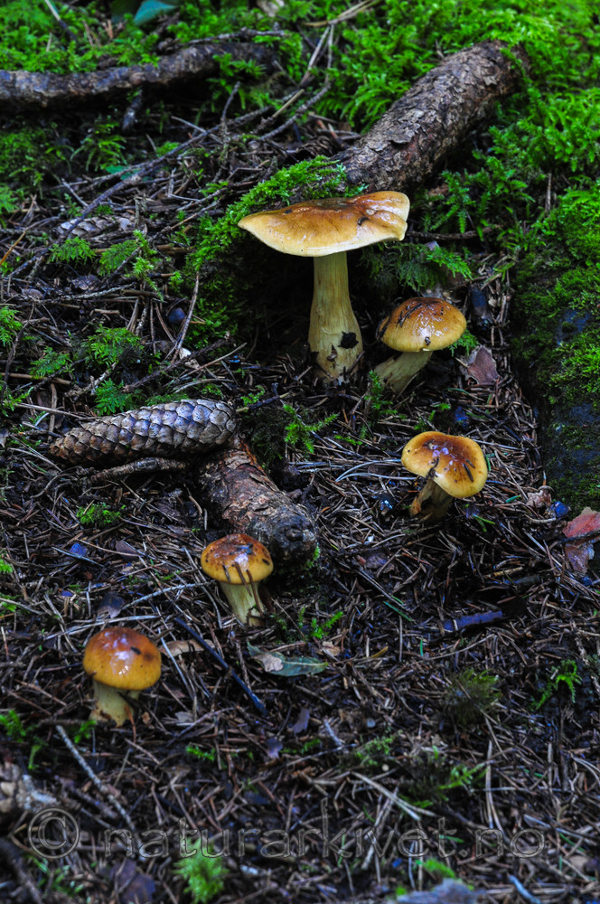 SR0_0831 / Cortinarius nanceiensis / Bananslørsopp