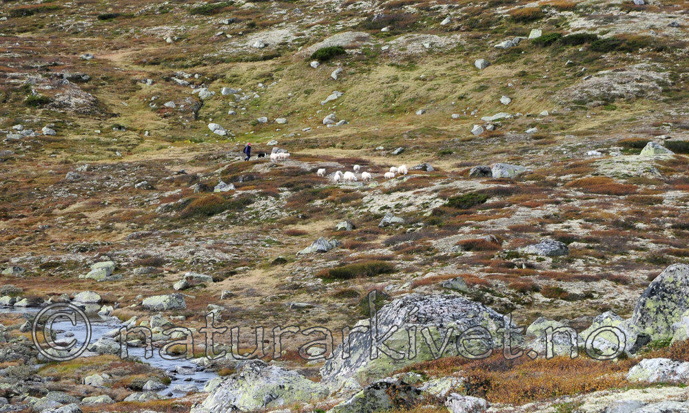 SR0_0990 / Ovis aries / Sau