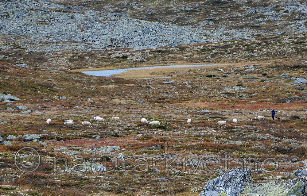 SR0_0996 / Ovis aries / Sau