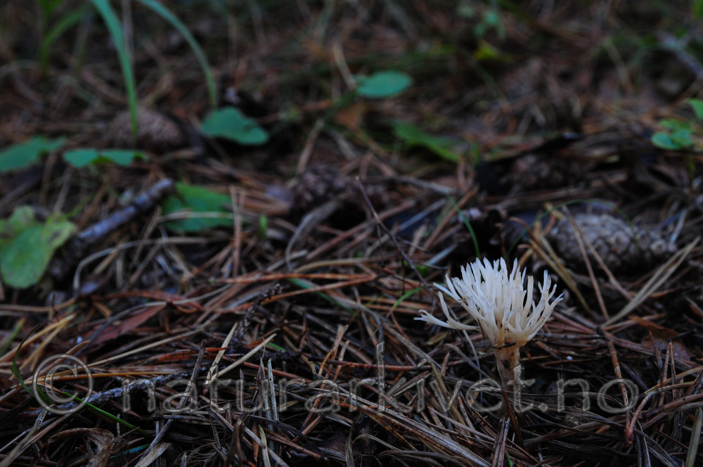 SR0_1126 / Ramariopsis subtilis / Elegant småfingersopp