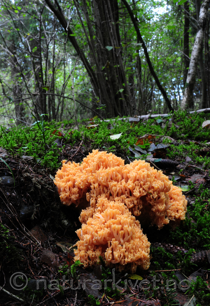 SR0_1129 / Ramaria neoformosa