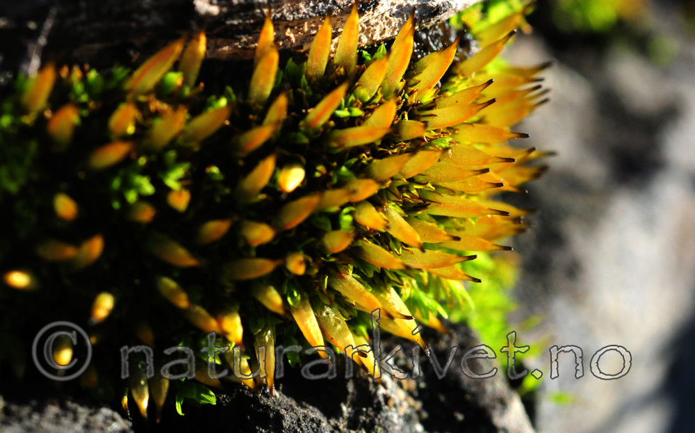 SR0_1269 / Encalypta vulgaris / Småklokkemose