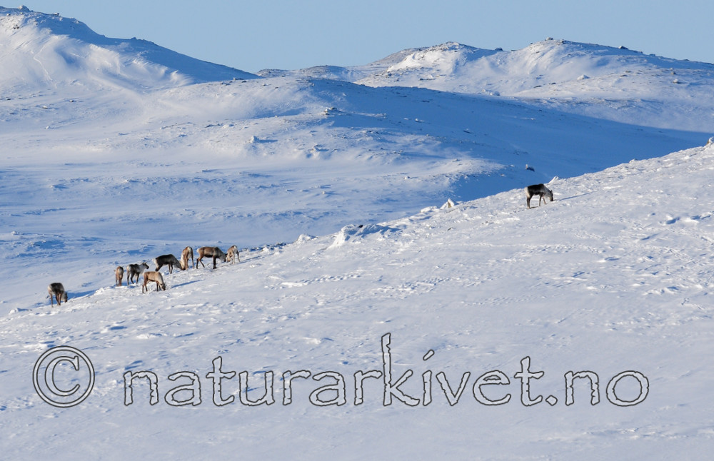 SR0_1965 / Rangifer tarandus / Rein