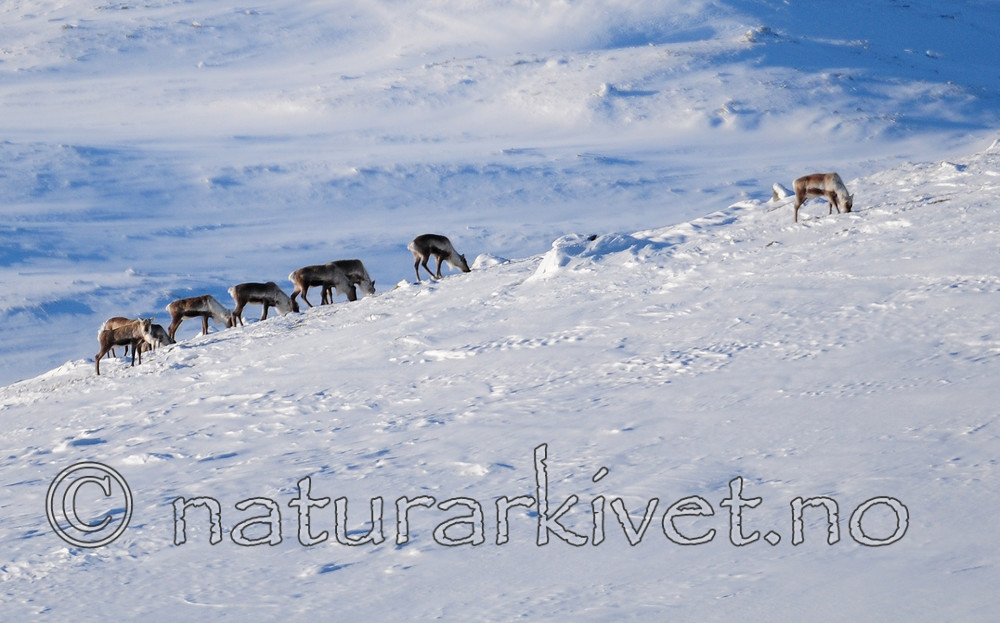 SR0_2050 / Rangifer tarandus / Rein