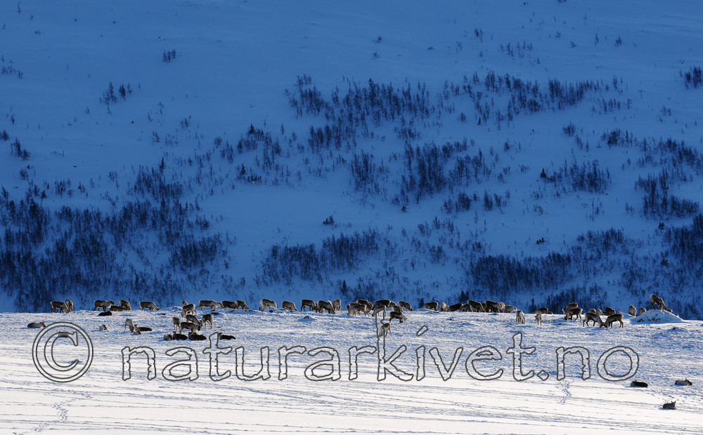 SR0_2142 / Rangifer tarandus / Rein