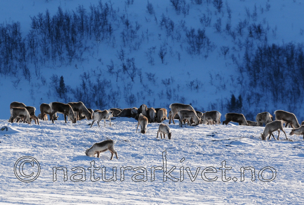 SR0_2171 / Rangifer tarandus / Rein