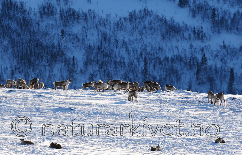 SR0_2186 / Rangifer tarandus / Rein