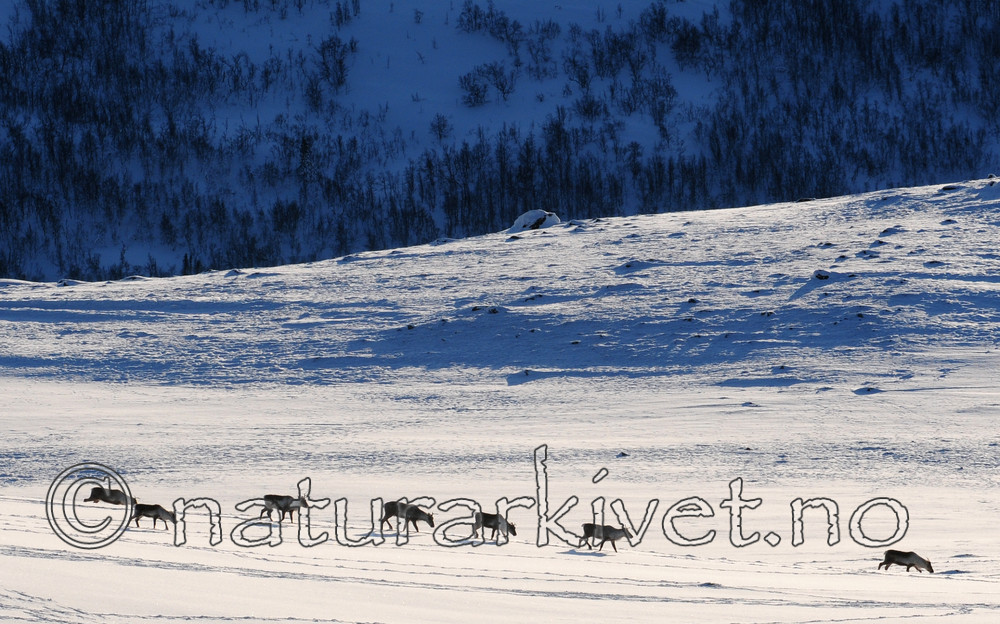 SR0_2239 / Rangifer tarandus / Rein