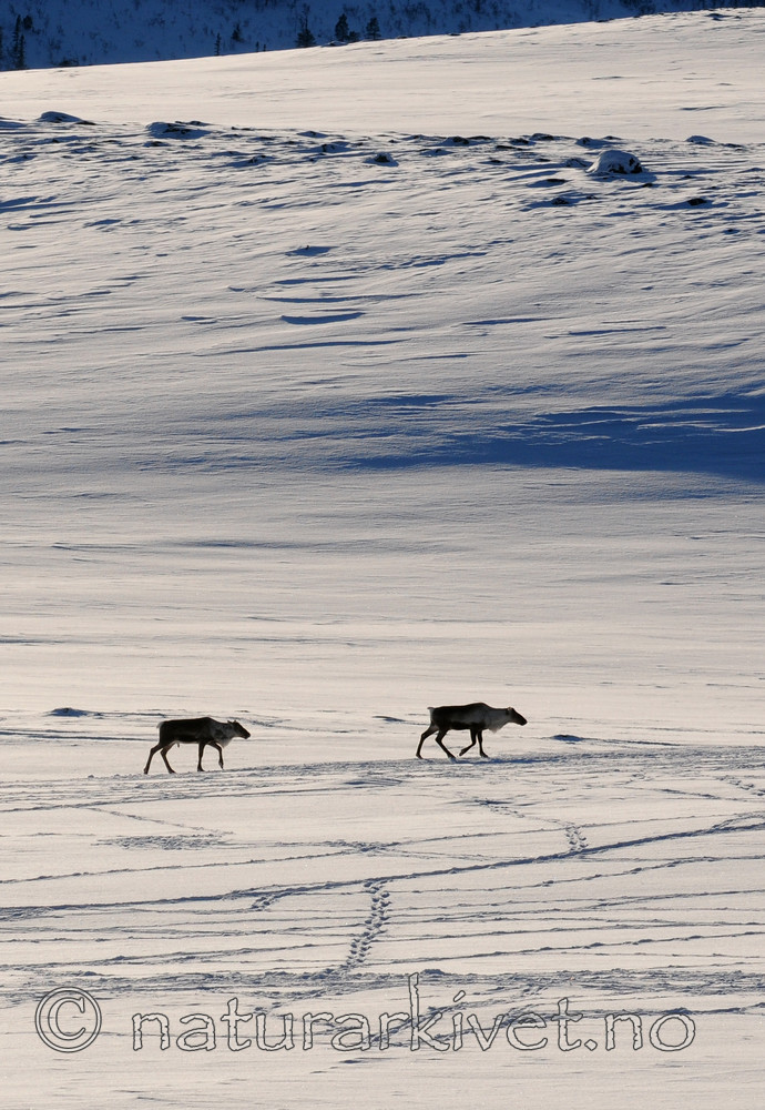 SR0_2244 / Rangifer tarandus / Rein