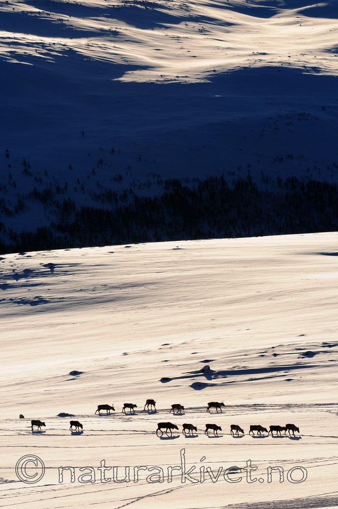 SR0_2283 / Rangifer tarandus / Rein