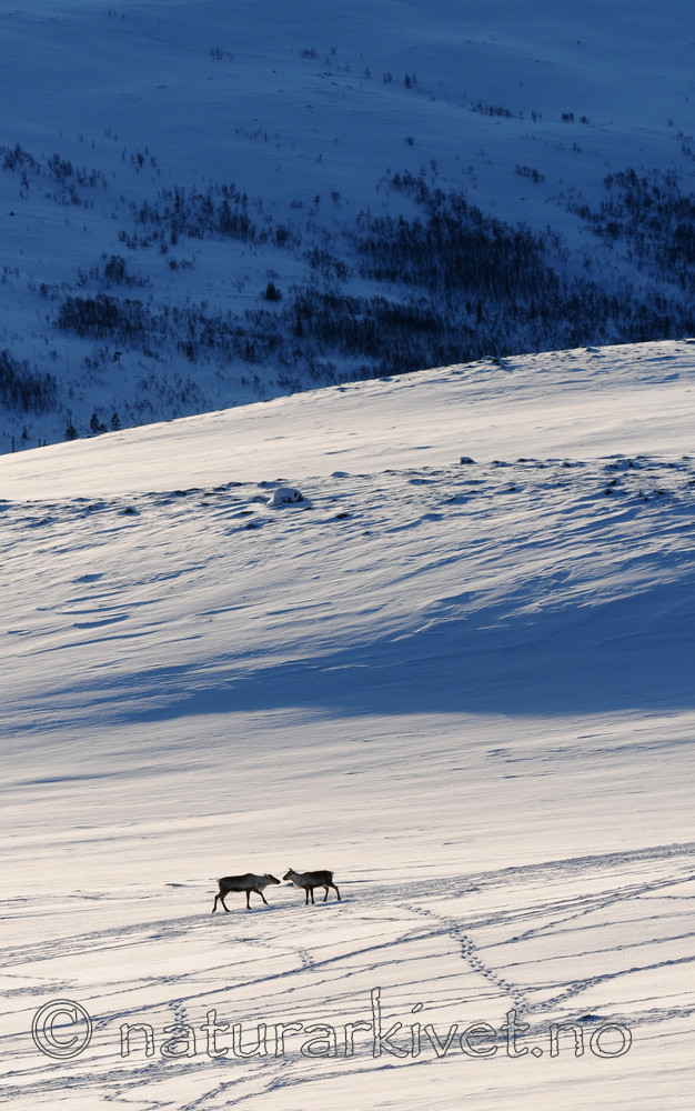 SR0_2290 / Rangifer tarandus / Rein