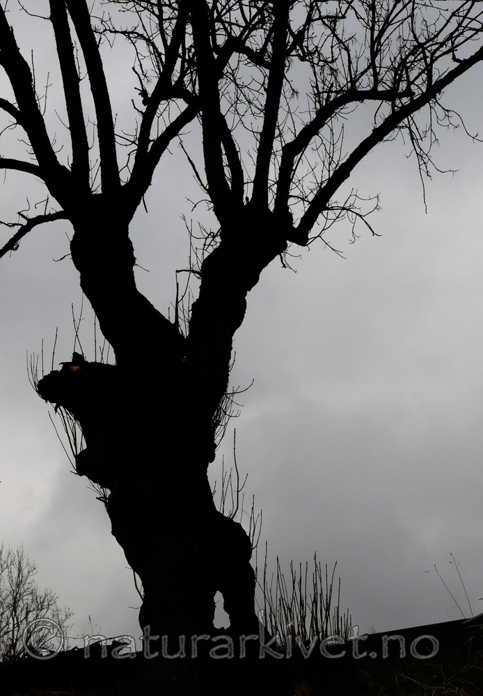 SR0_2459 / Fraxinus excelsior / Ask