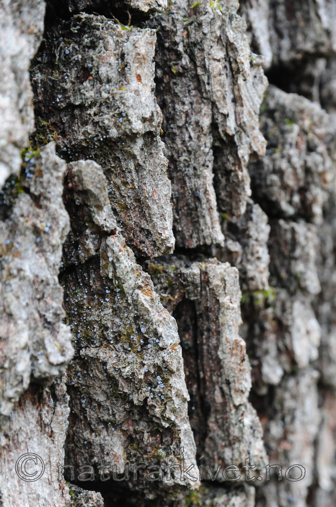 SR0_2471 / Proliferodiscus tricolor / Eikehårskål