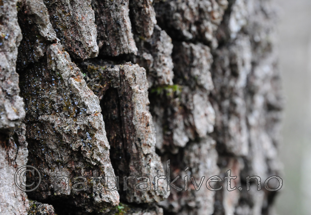 SR0_2475 / Proliferodiscus tricolor / Eikehårskål