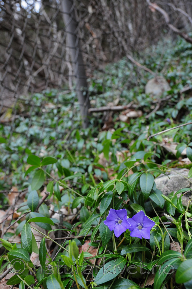 SR0_2561 / Vinca minor / Gravmyrt