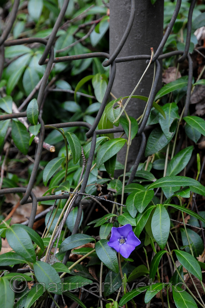 SR0_2567 / Vinca minor / Gravmyrt