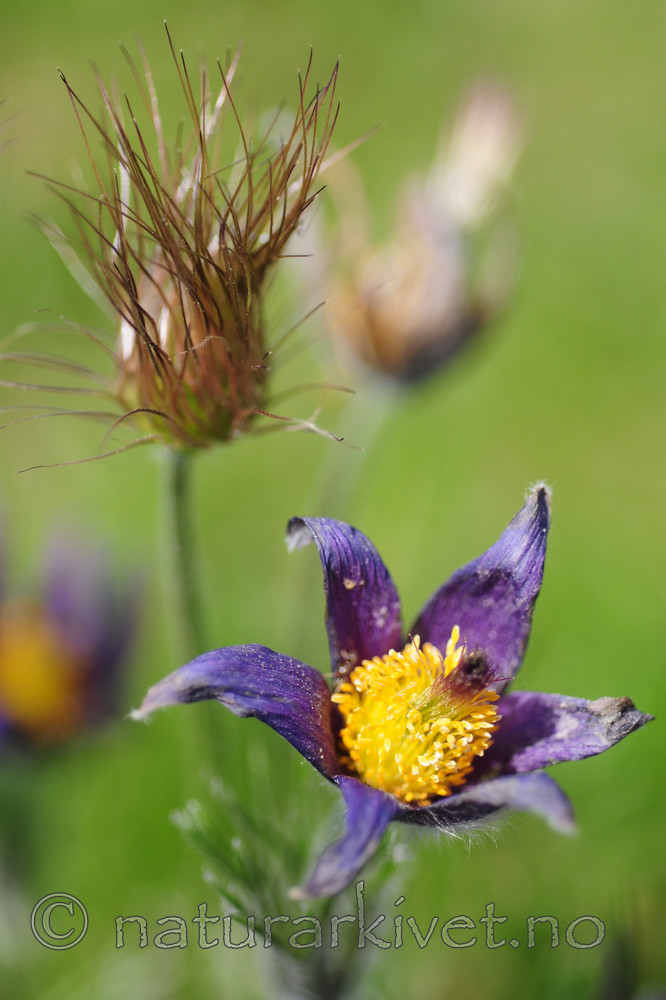 SR0_2659 / Pulsatilla vulgaris / Stor kubjelle