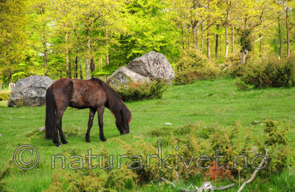 SR0_2698 / Equus caballus / Hest