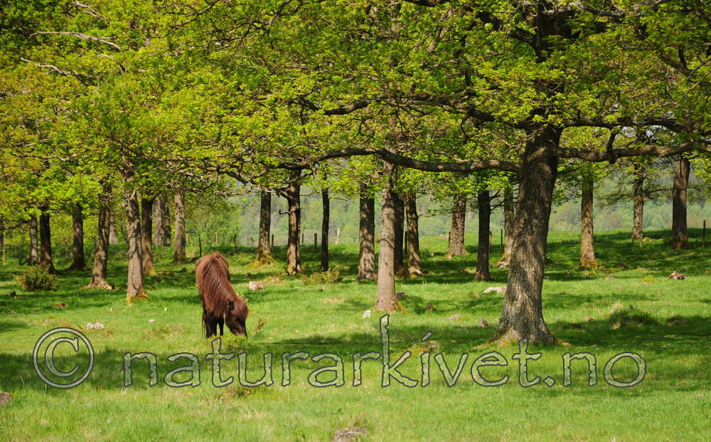 SR0_2706 / Equus caballus / Hest