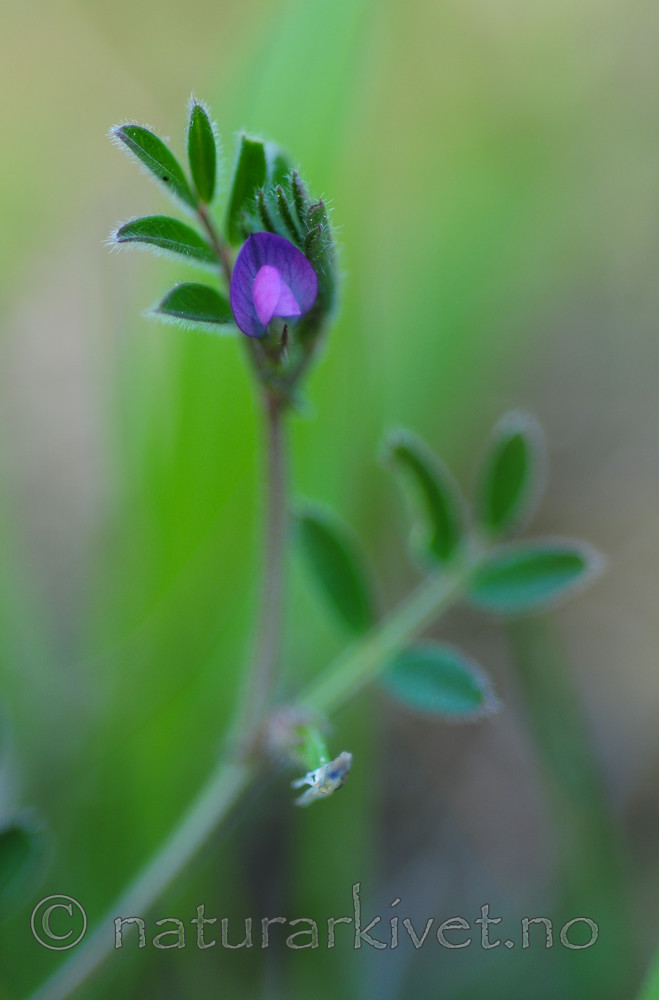 SR0_2749 / Vicia lathyroides / Vårvikke