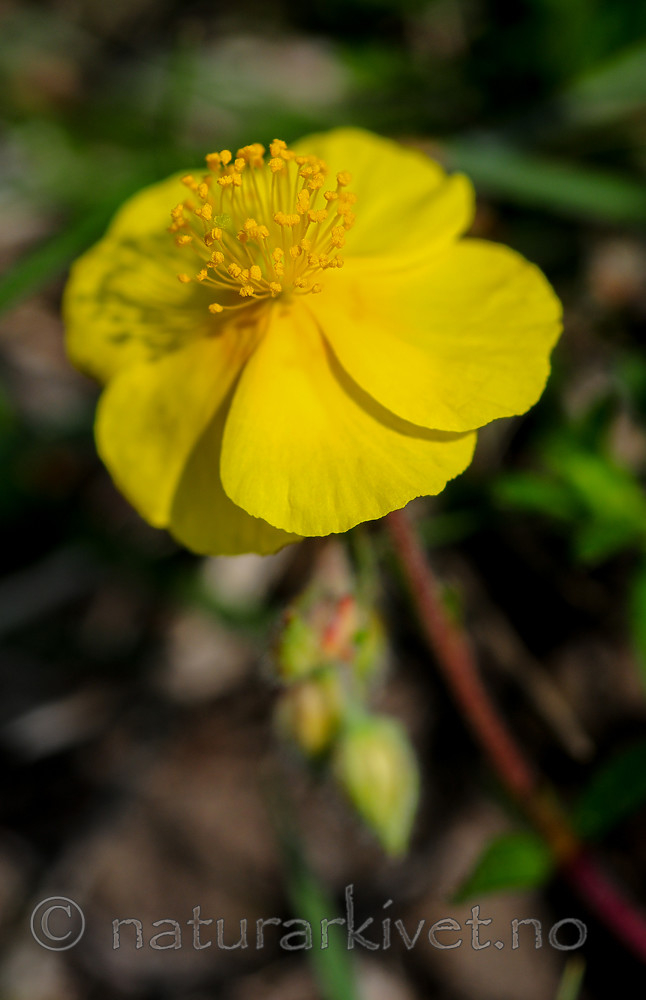 SR0_2882 / Helianthemum nummularium / Solrose