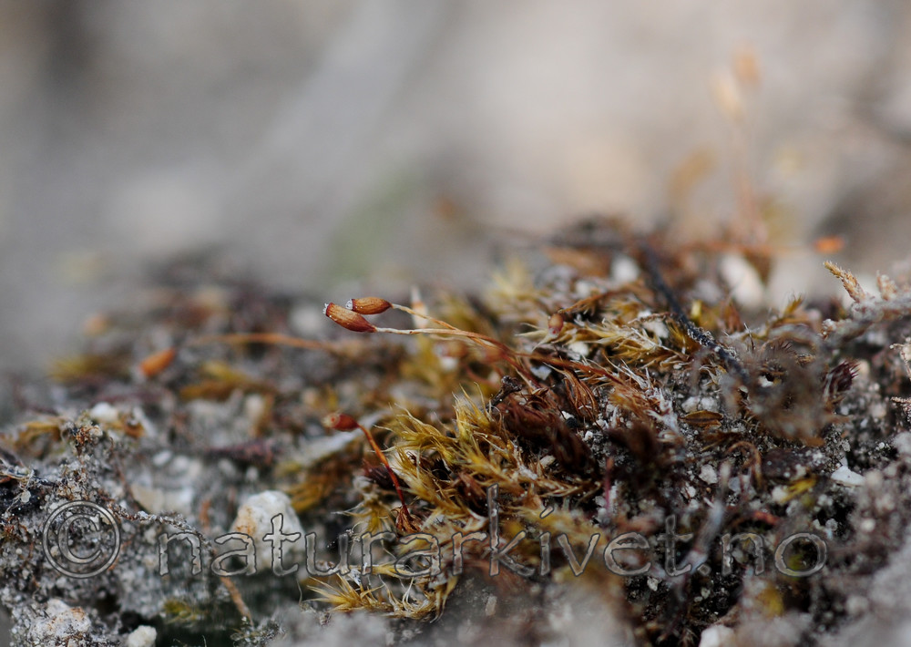 SR0_2916 / Tortula lanceola / Tanntustmose