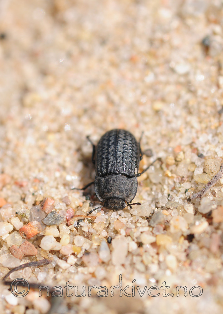 SR0_3104 / Melanimon tibialis